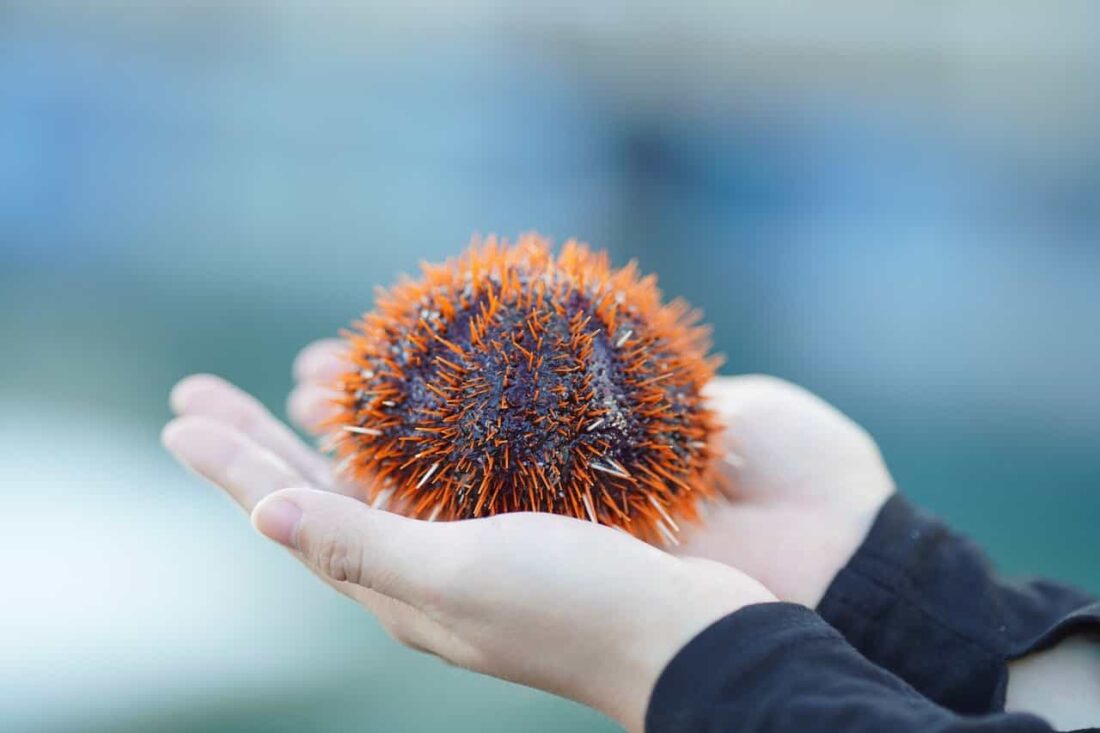 sea urchin 8263832 1280