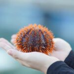 sea urchin 8263832 1280